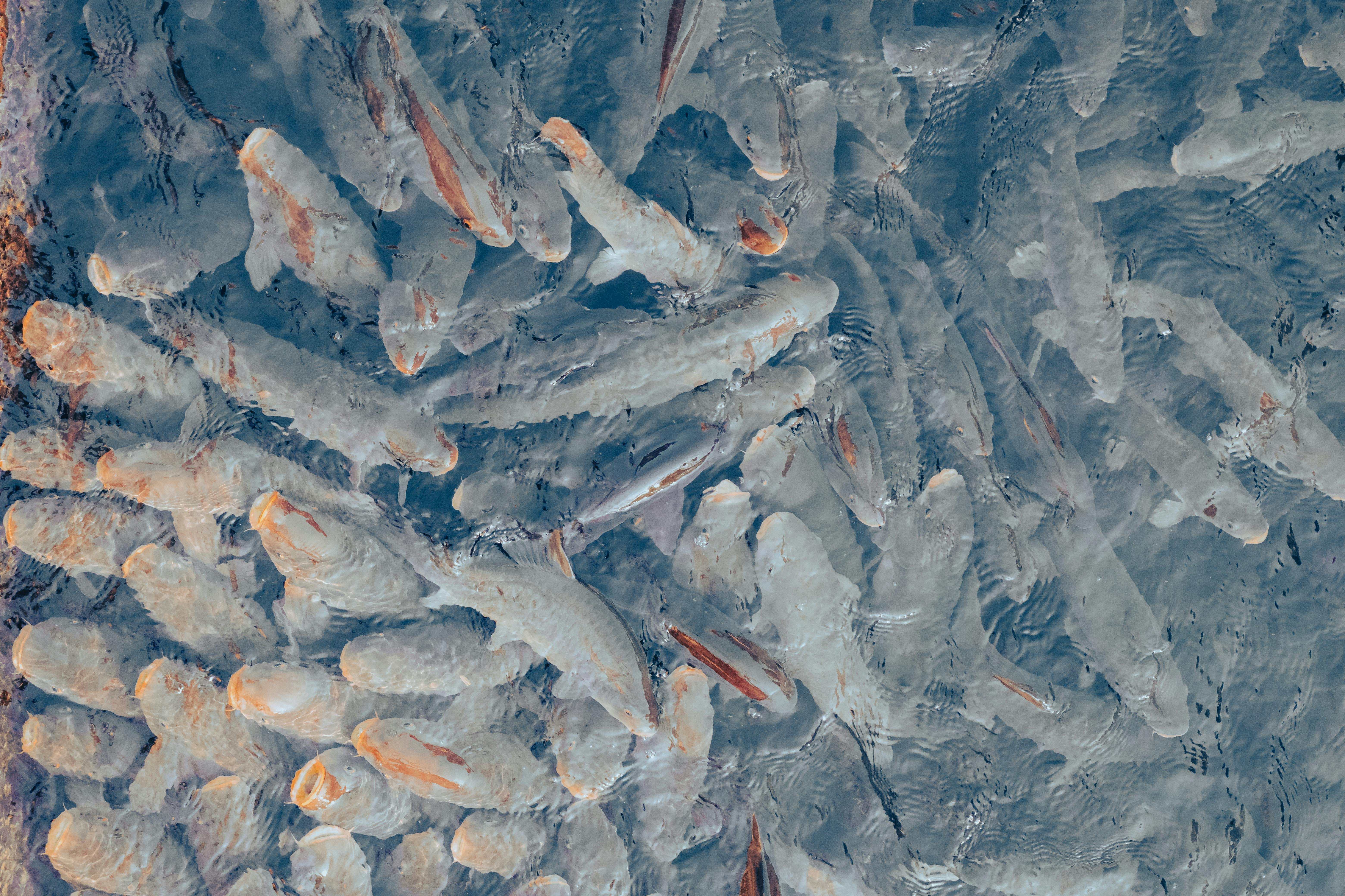 fish in lakes and rivers.